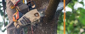 Best Tree Trimming and Pruning  in Omak, WA