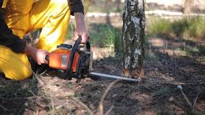 Best Tree Cabling and Bracing  in Omak, WA