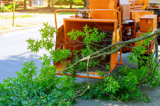 Trusted Omak, WA Tree Care Services Experts