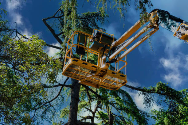 Best Tree Preservation Services  in Omak, WA