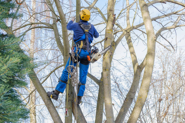 Best Palm Tree Trimming  in Omak, WA