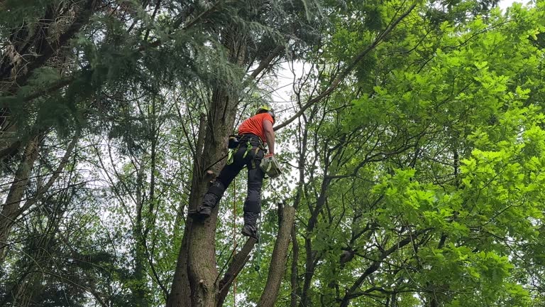 Best Hedge Trimming  in Omak, WA