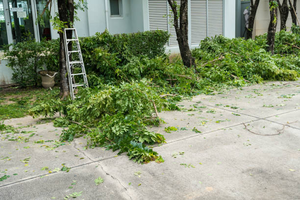 Best Leaf Removal  in Omak, WA