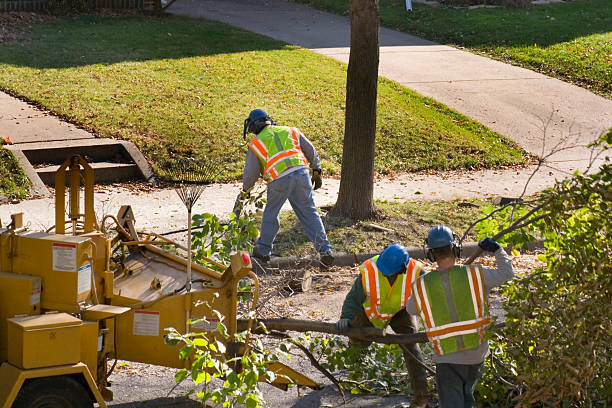 Best Tree Disease Treatment  in Omak, WA