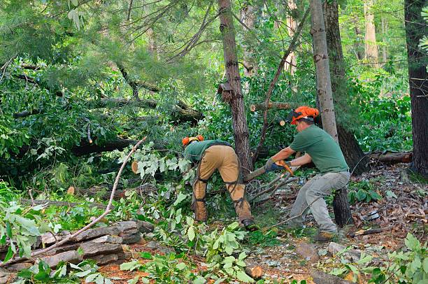  Omak, WA Tree Care Services Pros