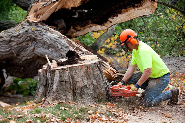 How Our Tree Care Process Works  in  Omak, WA