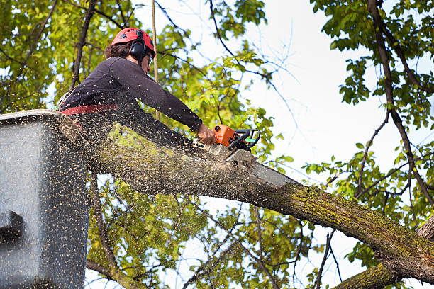 Best Tree Removal  in Omak, WA