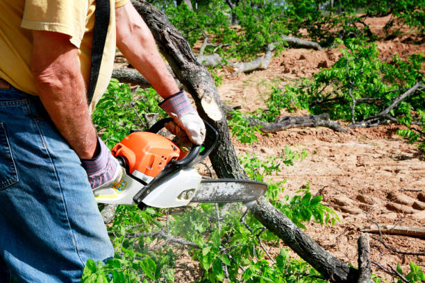 Best Tree Maintenance Programs  in Omak, WA